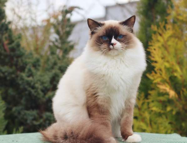 Рэгдолл котята в фото 22