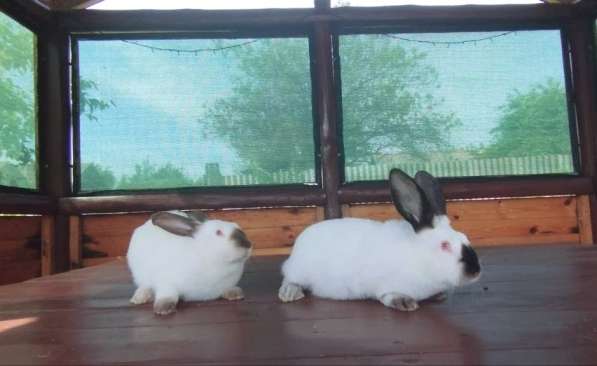 Кролики калифорнийской породы в фото 5