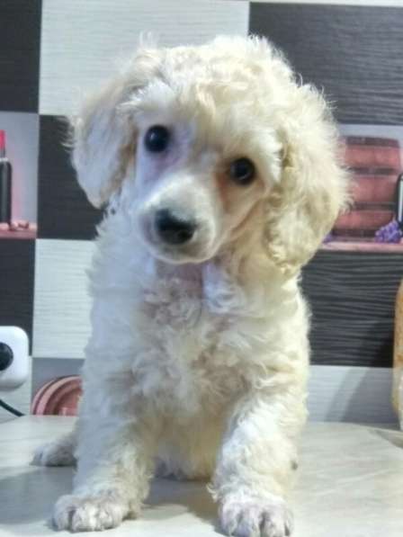 Пудели Той и Карликовые в фото 3