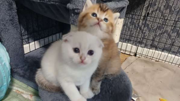 Добрый день друзья. Я продаю замечательных котят в фото 17