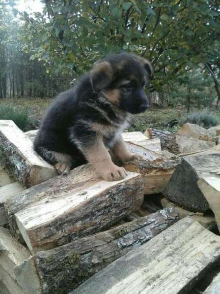 Щенок немецкой овчарки от отличного кобеля в Краснодаре фото 5