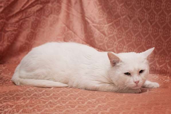 Шикарный котик Май &ndash; ласковый красавец! Ищет дом! в Москве фото 7