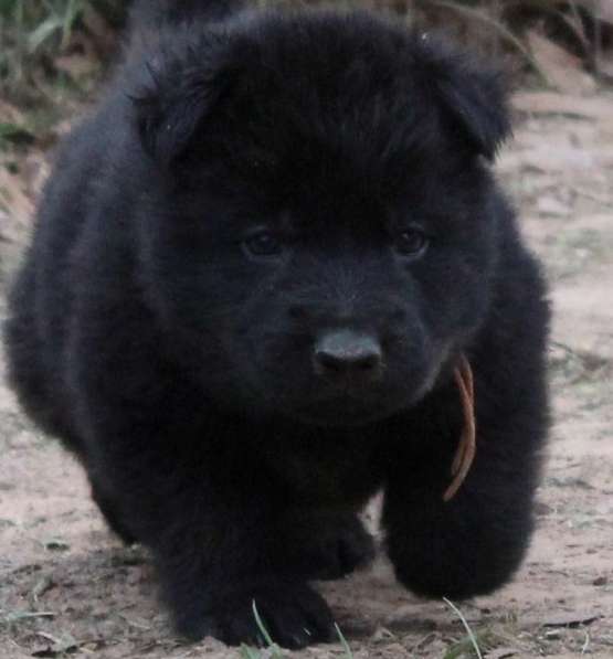 Алиментный щенок черной немецкой овчарки длинношерстной DDR в Краснодаре фото 3