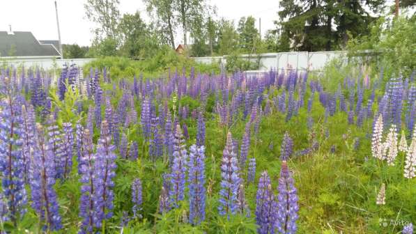 Участок 12 сот. (ИЖС) в Санкт-Петербурге фото 17