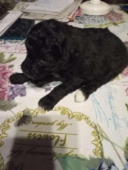 Щенки пуделя в Москве фото 3