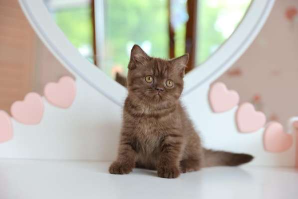 Продается замечательная британская кошечка-котенок в Владивостоке фото 5