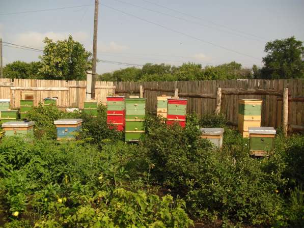 Мёд 1л пчелиный Зауральский с пасеки в Кургане с доставкой в Кургане фото 10