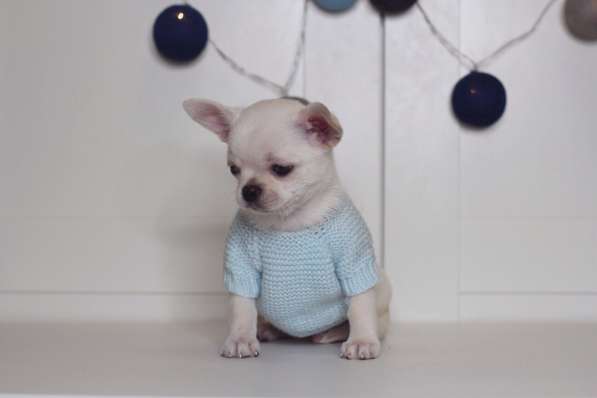 Чихуахуа щенки в Москве