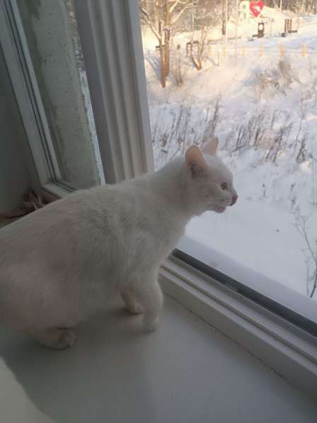 Отдам в добрые руки в Магнитогорске