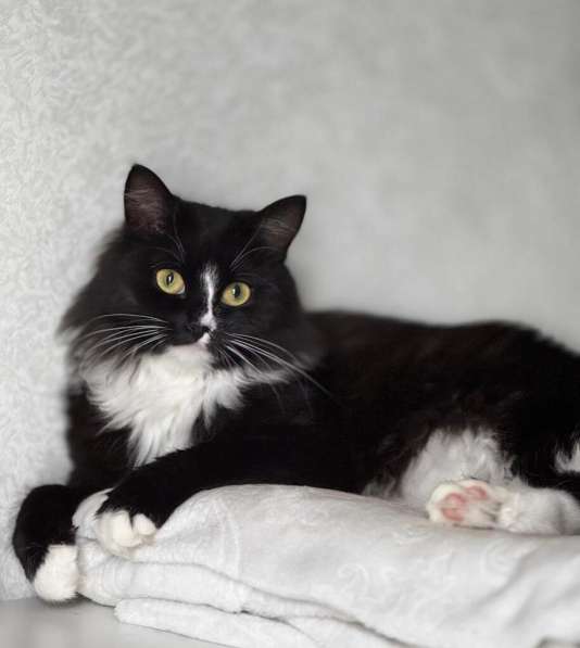 Шикарная черно-белая пушистая кошка Наоми в дар