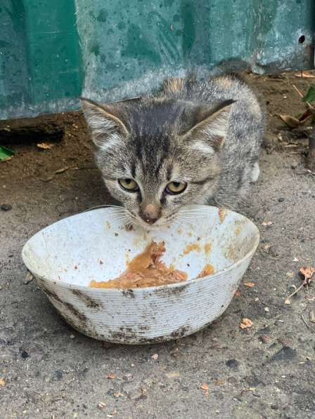 Ищут дом трое котят в Москве фото 5