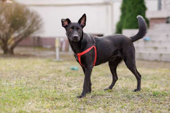 Добрый весёлый пёс Стич срочно ищет дом в 