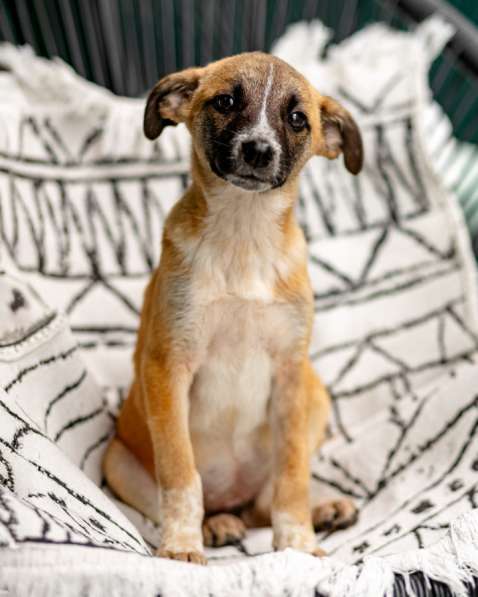 Лизи ищет дом! в Москве фото 4