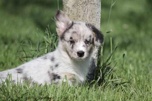 Вельш корги кардиган в Москве фото 8