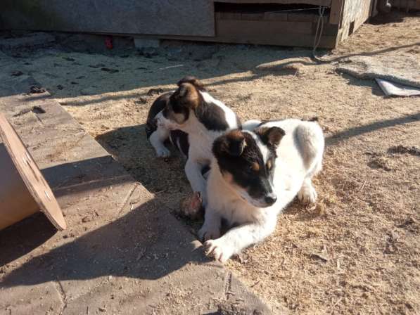 Маленькие хорошенькие хвостики в Санкт-Петербурге