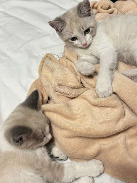 Отдам котят за шоколадку