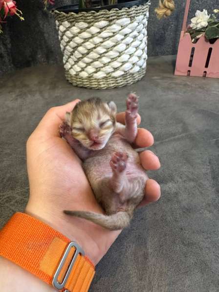 Котята, породы Британская золотая шиншила в Ставрополе фото 5