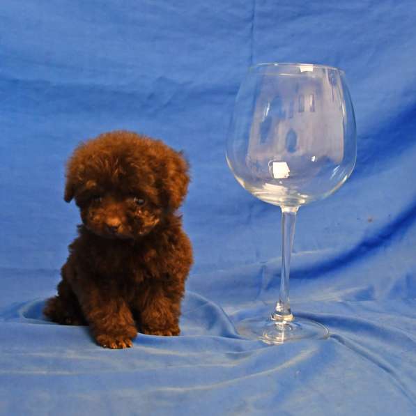 Пуделя щенок той коричневая девочка ВЭНДИ в Москве фото 3