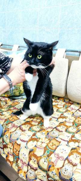Кошечка Ромашка в добрые руки в Москве фото 3