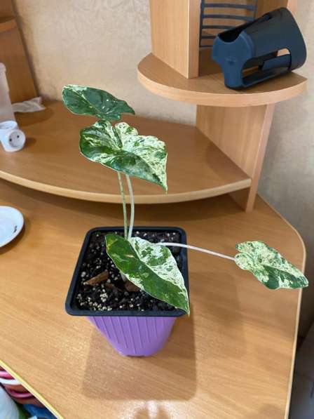 Алоказия Вариегатная Одора Батмк