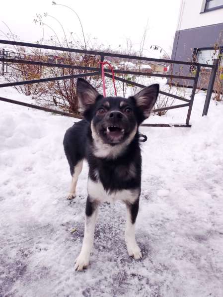 Ищет дом крошка-собачка весом 6 кг в Санкт-Петербурге фото 6