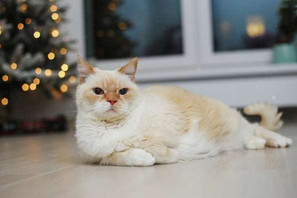 Чудесный белый котейка Пончик в дар добрым сердцам! в фото 4