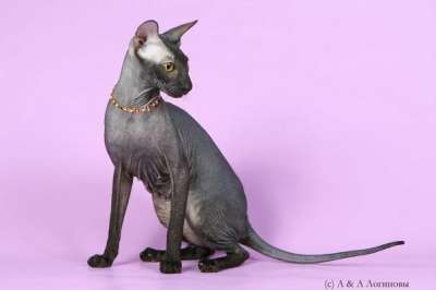 Петербургский сфинкс