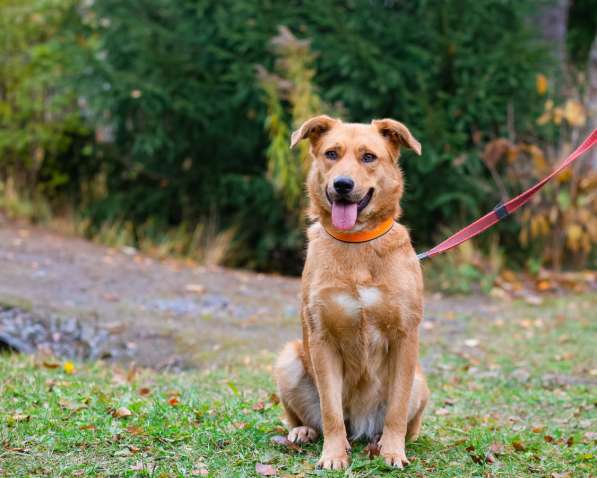 Мягкая и послушная молодая собака ищет дом в Санкт-Петербурге фото 15