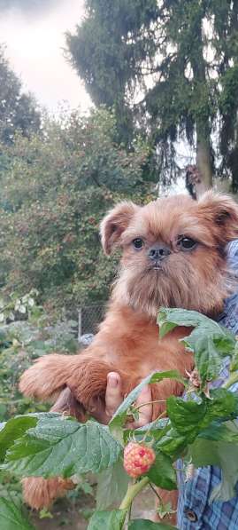 Брюссельский ГРИФФОН мальчик 4 мес в 