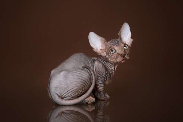 Питомник канадских сфинксов, эльфов, бамбино в Самаре фото 12