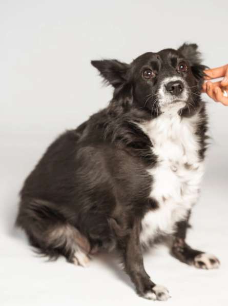 Метис длинношерстной чихуахуа Муся в добрые руки в Москве фото 4