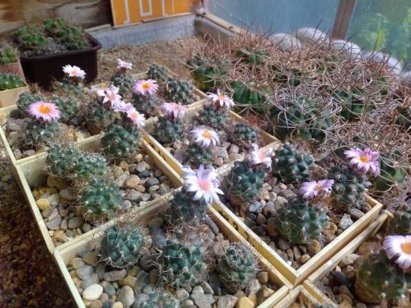Кактусы, Turbinicarpus pseudomacrochele от Kohres