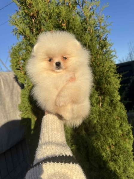 Померанський шпиц шукає люблячу родину