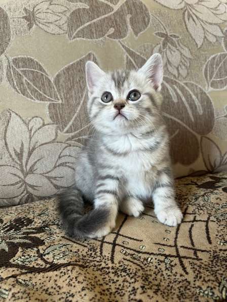 Британские котята в Барнауле фото 5