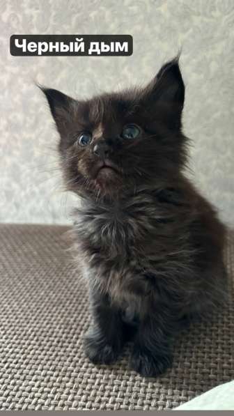 Продам котят мейн-кунов в Хабаровске фото 5