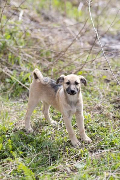 Ласковые щенята в Санкт-Петербурге фото 9
