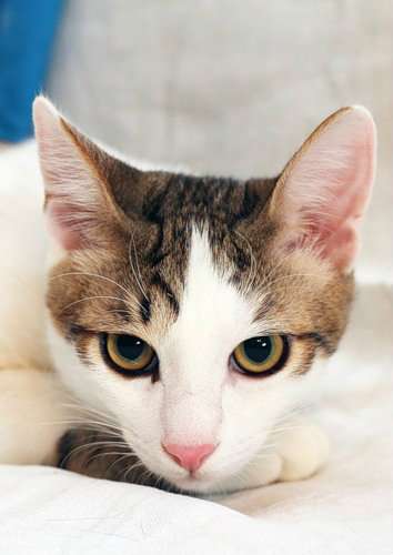 Отдам даром Молодой кот Марсик- огромные глаза в Москве фото 5