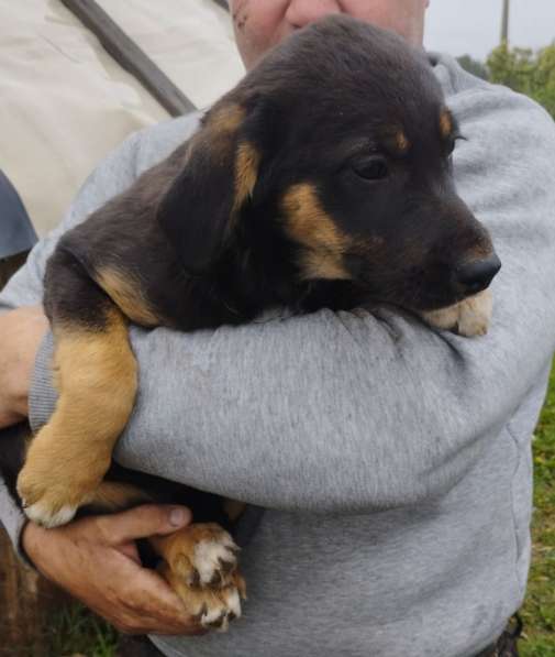 Девочка в добрые руки