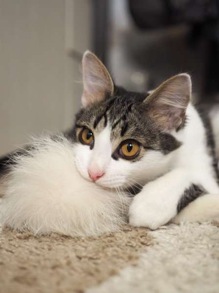 Луис — котёнок-компаньон ищет дом в Москве фото 7
