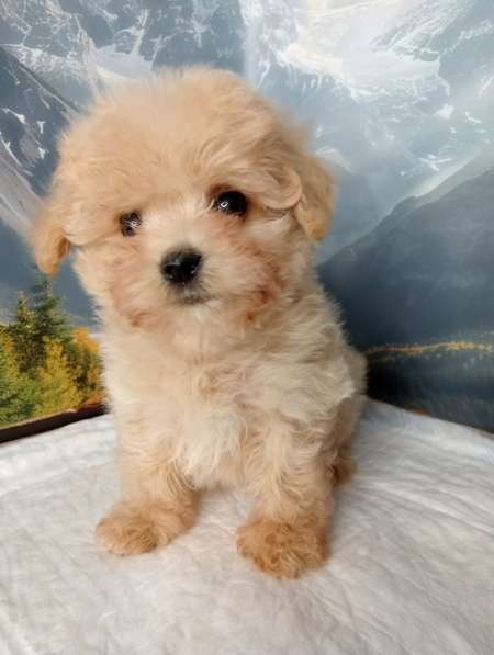 Maltipoo. Boy