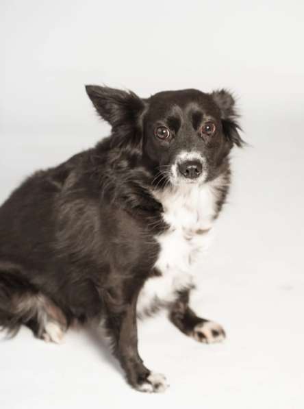 Метис длинношерстной чихуахуа Муся в добрые руки в Москве фото 3