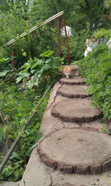 Молодой котик ищет дом в Истре фото 8