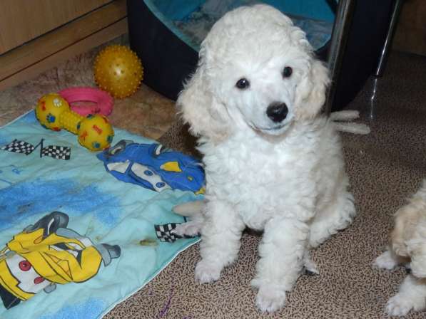 Poodle. Apricot and white boy's в фото 3