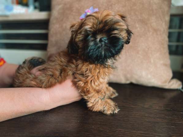 Малыш ши-тцу в Москве фото 9