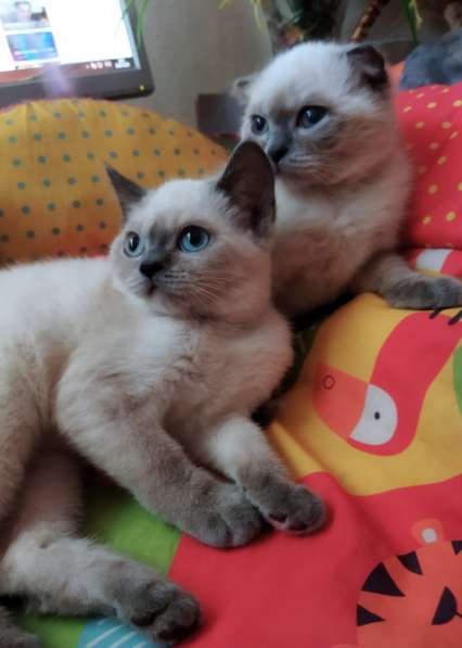 Scottish fold. male, Scottish strait female. Document в фото 11