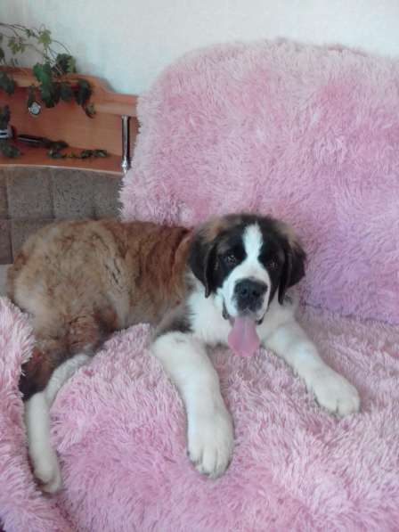 Юный щенок в Белово фото 6