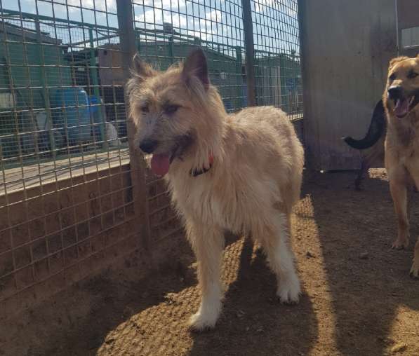 Мила ищет дом и семью! в Москве фото 10