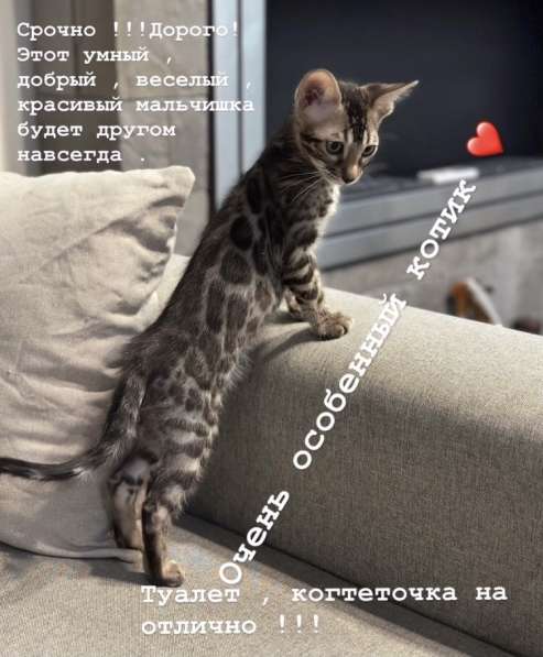 Бенгальский котёнок