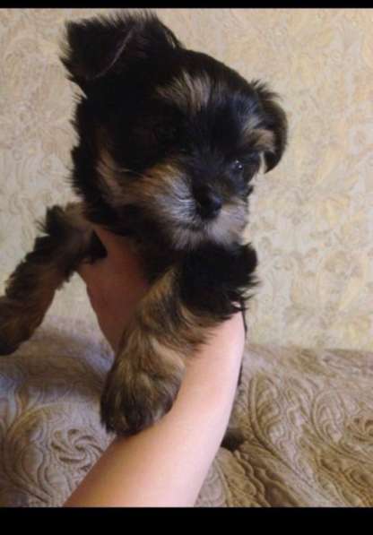 Вязка мини Йорк в Санкт-Петербурге фото 32