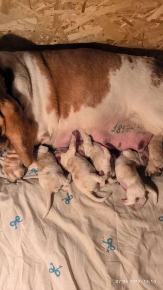 Щенки Бассет Хаунд в фото 7
